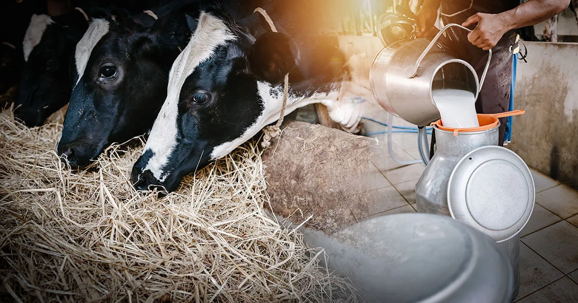 Cows_milk_production.jpg