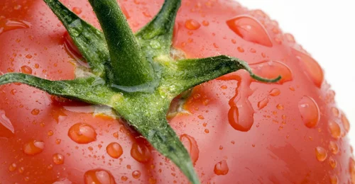 Tomato macro