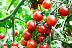 tomatos_4