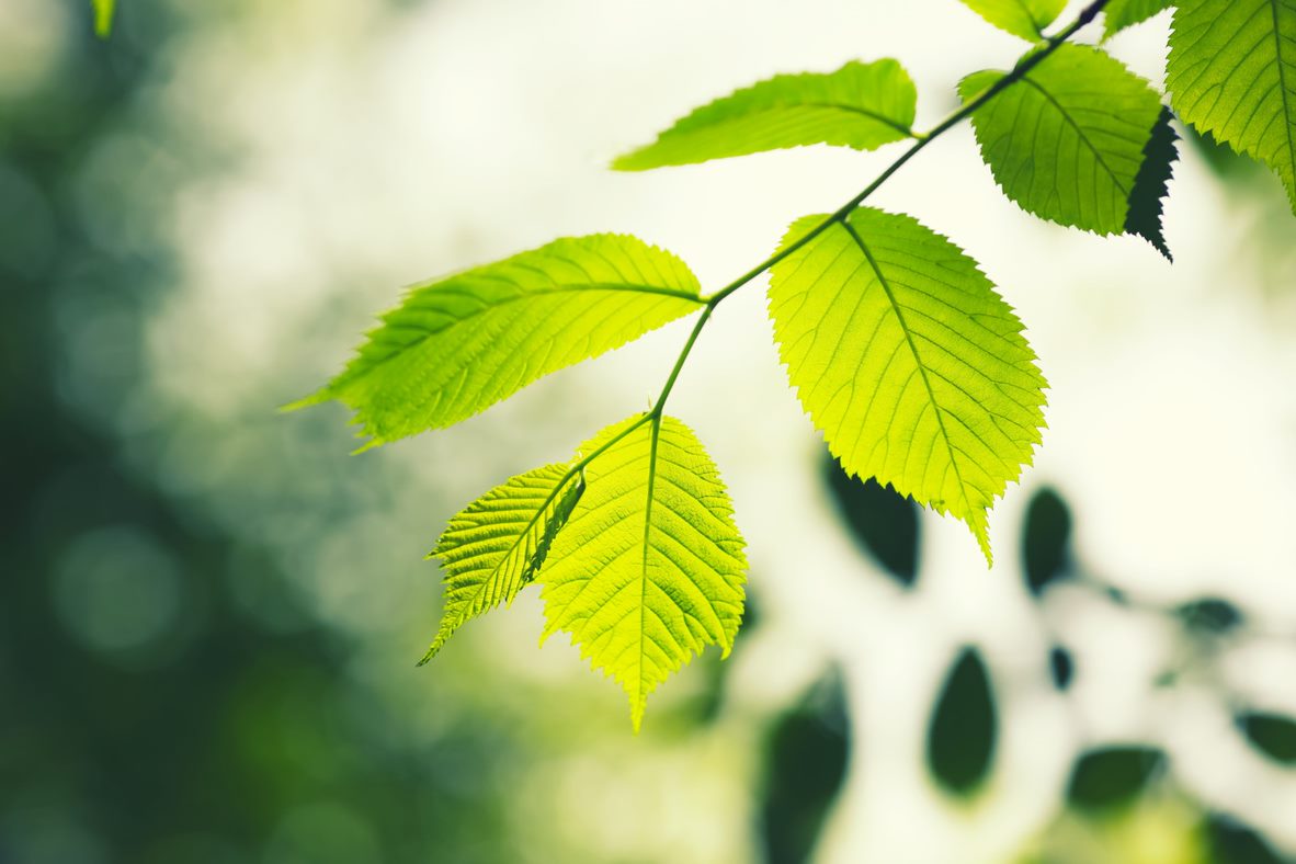 sustainability