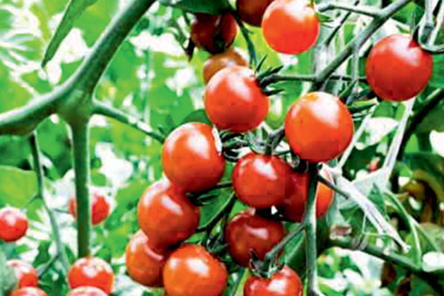 SWEP brazed plate heat exchanger helps  tomatoes grow